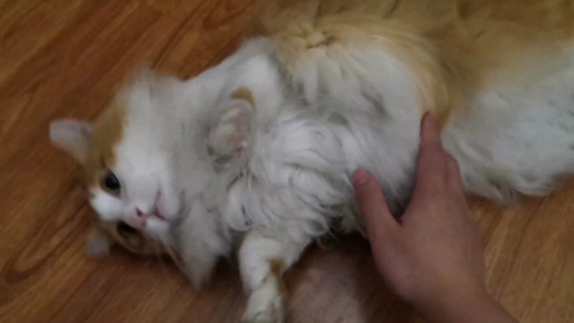 【烧麦】求摸摸的猫猫